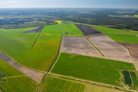 Fields. Sown fields. A field of rye and flowering rapeseed. Square plots of f Stock Photos