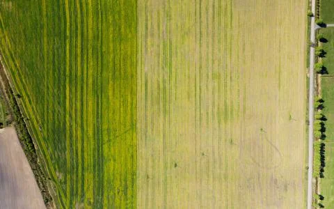 Fields. Sown fields. A field of rye and flowering rapeseed. Square plots of f Stock Photos