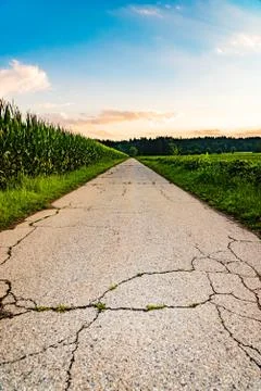 Fields of soy and maize. Road running through a fields. Stock Photos