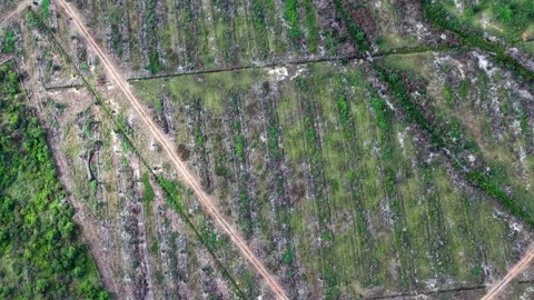 Fields split by dirt roads Stock Footage 337540862