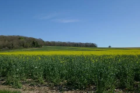 Fields in the spring with rape and a perfect blue sky Foto stock