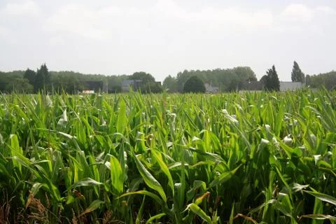 Fields at the start of a village Stock Photos
