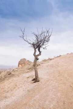Fields, storm clouds and trees Stock Photos