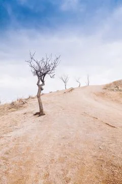 Fields, storm clouds and trees Stock Photos