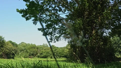 Fields with a strand of grass in forefront of video Stock Footage 121671865
