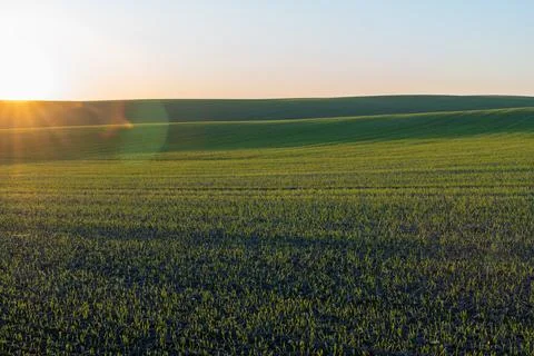Fields stretch endlessly under the warm glow of sunset, showcasing rich gre.. Stock Photos