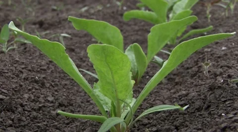Fields of sugar beet close up Видео 45331861