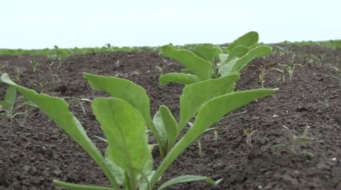 Fields of sugar beet close up with sky Видео 45331828
