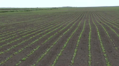 Fields of sugar beet Stock Footage 45331951