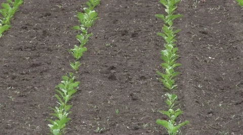 Fields of sugar beet in row Vidéo 45330289