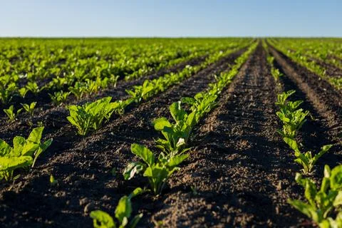 Fields of sugar beets stretch across the horizon, with rows of vibrant gree.. Stock Photos