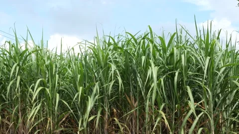 Fields of sugar cane with beautiful sky, Stock Footage 141711224