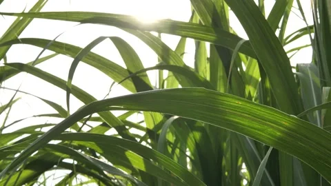 Fields of sugarcane with the sun, sugarcane leaves with sunlight, Stock Footage 140765642