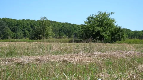 Fields in summer breeze Stock Footage 152658280