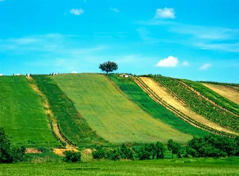 Fields in Summer Stock Photos