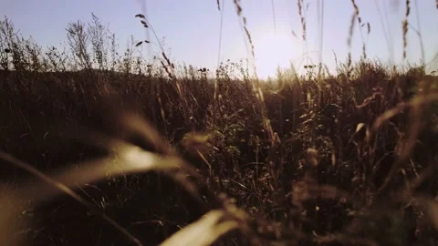 Fields Sun Cold Haze Grass Low Pass Through Video stock 201480965