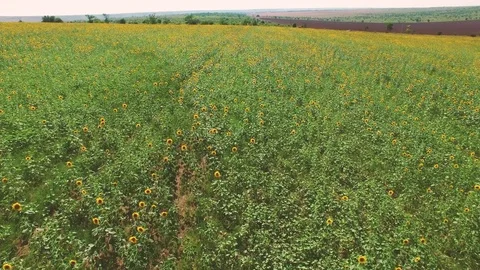 Fields of sunflowers, aerial video Stock Footage 77466700