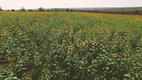 Fields of sunflowers, aerial video Stock Footage 77522717
