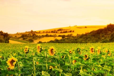 Fields with sunflowers and wheat Stock-Fotos