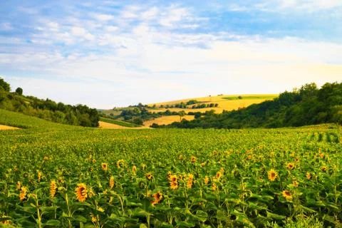 Fields with sunflowers and wheat Stock Photos
