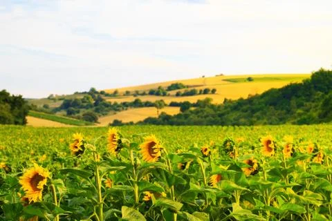 Fields with sunflowers and wheat Stock Photos