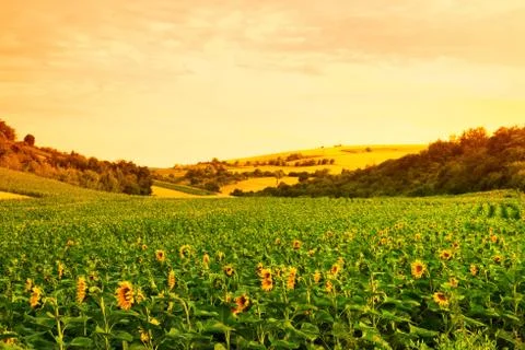 Fields with sunflowers and wheat Stock Photos