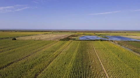Fields of  Sunflowers and wheat, Saint-Romain Sur Gironde, France 動画素材 286217249