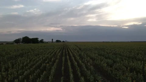 Fields with Sunflowers at Dusk Vidéo 136045504
