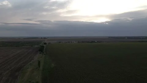 Fields with Sunflowers at Dusk 库存影片 136045514