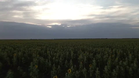 Fields with Sunflowers at Dusk Vidéo 136045871
