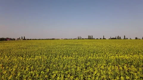 Fields with Sunflowers. Harvesting. Vidéo 135053236