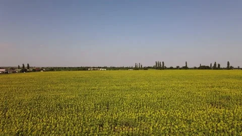 Fields with Sunflowers. Harvesting. Видео 135053531