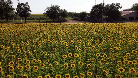 Fields with Sunflowers. Harvesting. Vidéo 135054844