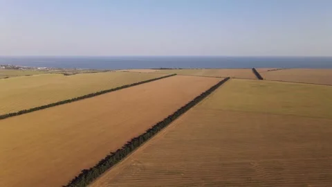 Fields with Sunflowers. Harvesting. Vídeo Stock 135055239