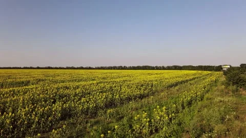 Fields with Sunflowers. Harvesting. Video stock 135055370
