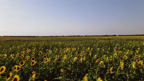 Fields with Sunflowers. Harvesting. Видео 135056710