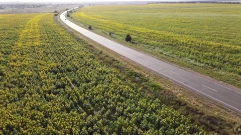 Fields with Sunflowers. Harvesting. Vídeos de archivo 135057665