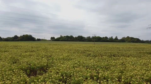 Fields with sunflowers near the forest 動画素材 171758747