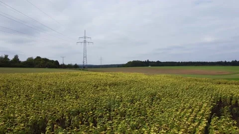 Fields with sunflowers near the forest 動画素材 171758820