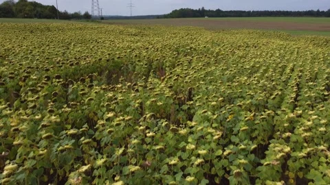 Fields with sunflowers near the forest Stock Footage 171758833