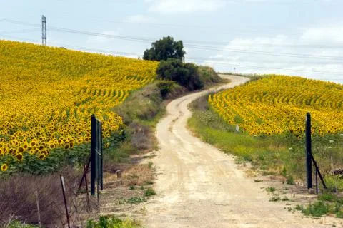 Fields of Sunflowers Stock Photos