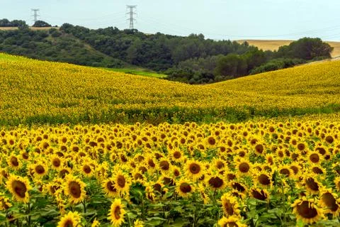 Fields of Sunflowers Stock Photos
