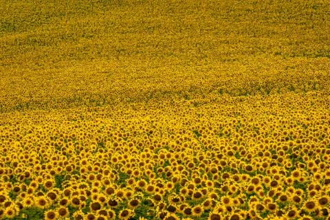 Fields of Sunflowers Stock Photos