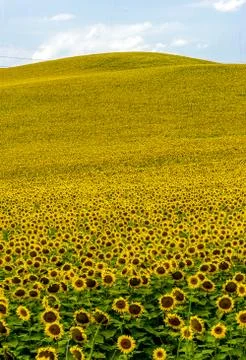 Fields of Sunflowers Foto stock