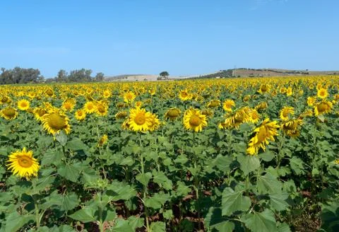 Fields of Sunflowers Stock Photos