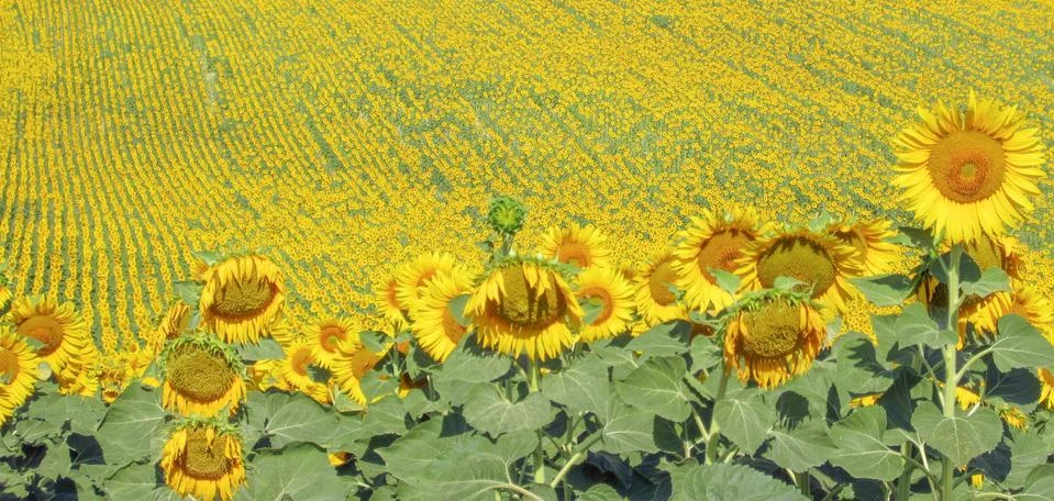 Fields of sunflowers. Stock Photos