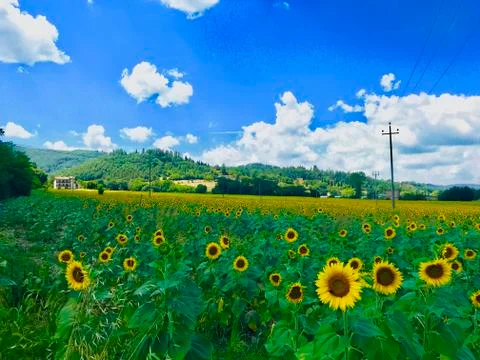 Fields of Sunflowers Stockfoto's