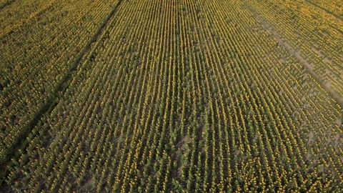 Fields of Sunflowers, Saint-Romain Sur Gironde Stock Footage 286212037