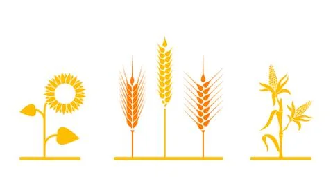 Fields of sunflowers, wheat, and corn. Illustrazione stock