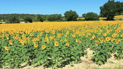 Fields of sunflowers with yellow flowers. Stock Footage 121058930